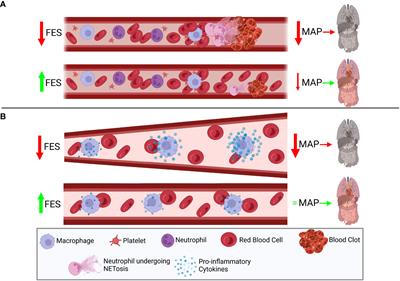 Establishing the role of the FES tyrosine kinase in the pathogenesis, pathophysiology, and severity of sepsis and its outcomes